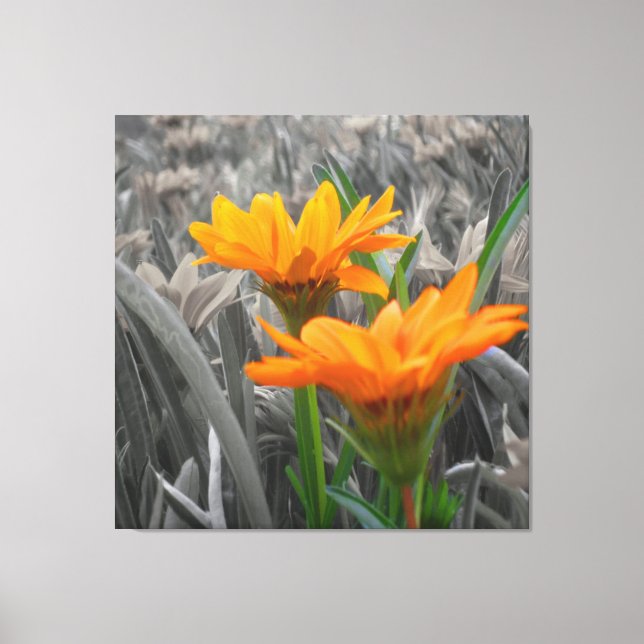 Daisies Wrapped Canvas (Front)