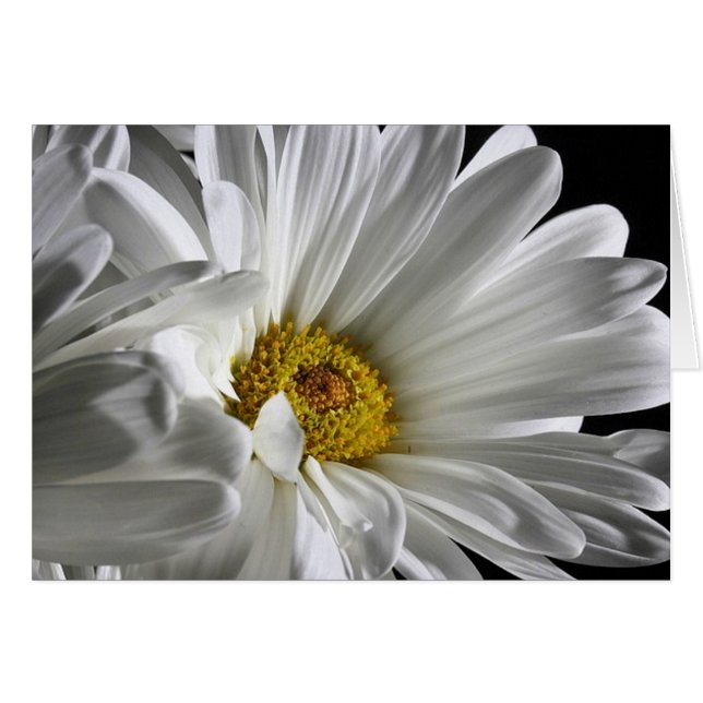 Daisy (Devant horizontal)