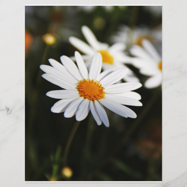 Daisy (Front)