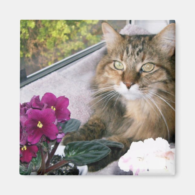 Daisy 4 magnet (Front)