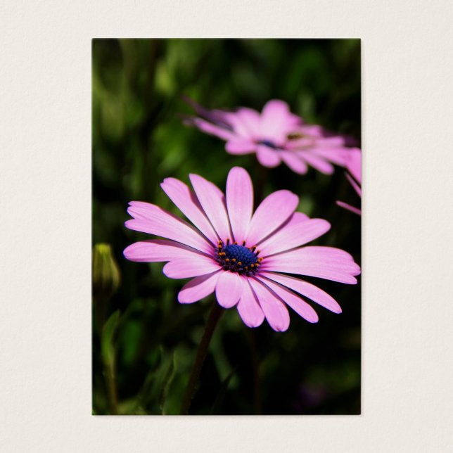 Daisy africain (Devant)
