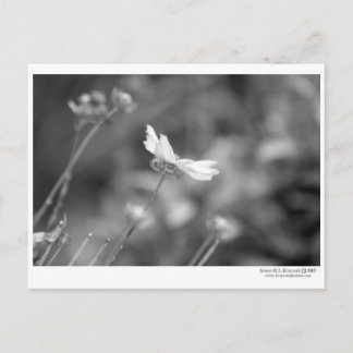 Daisy Alone- Postcard