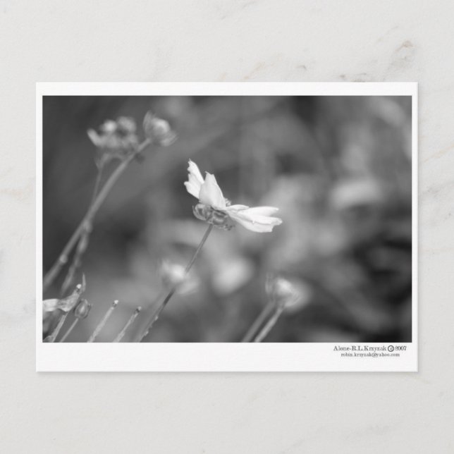 Daisy Alone- Postcard (Front)