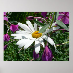 Daisy and Fireweed Poster