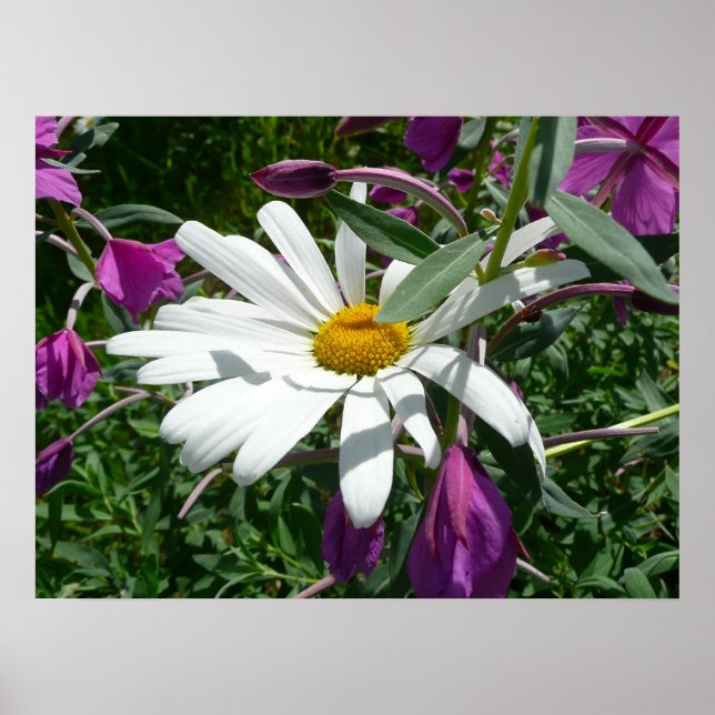 Daisy and Fireweed Poster (Front)