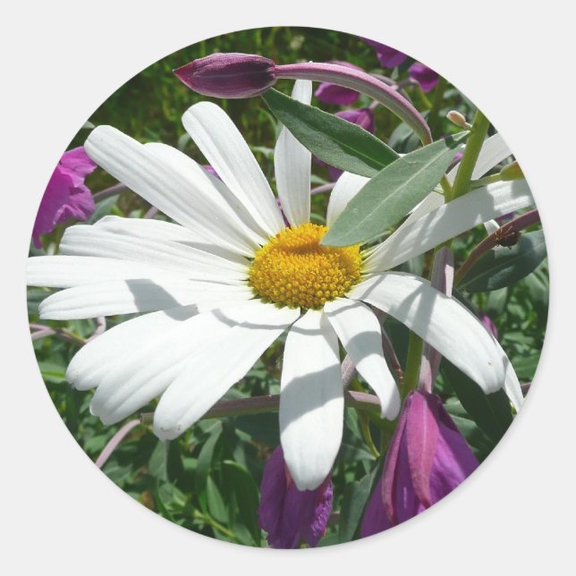 Daisy and Fireweed Wildflower Classic Round Sticker (Front)