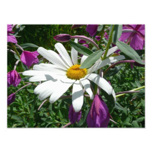 Daisy and Fireweed Wildflower Photo Print