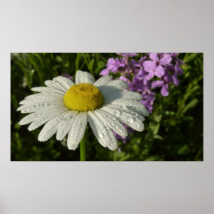 Daisy and Summer Lilac Botanical Poster