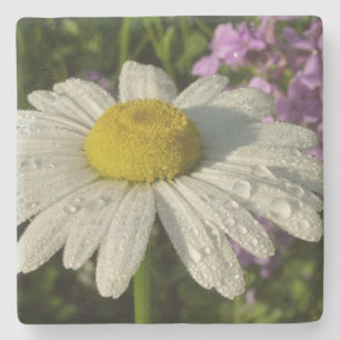 Daisy and Summer Lilac Botanical Stone Coaster