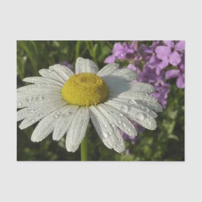 Daisy and Summer Lilac Botanical Tissue Paper (Front)