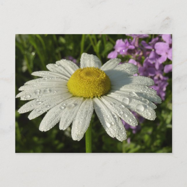 Daisy and Summer Lilac Wildflower Postcard (Front)