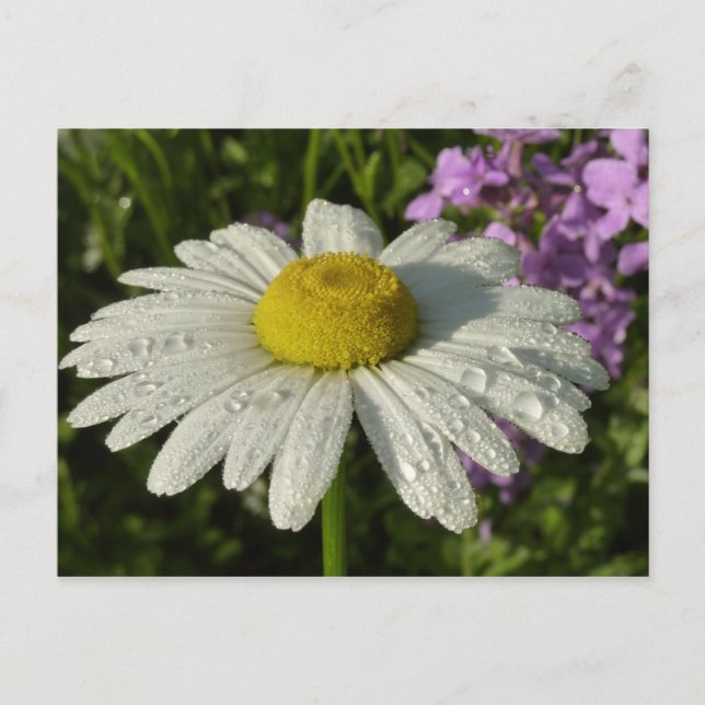 Daisy and Summer Lilac Wildflower Postcard (Front)