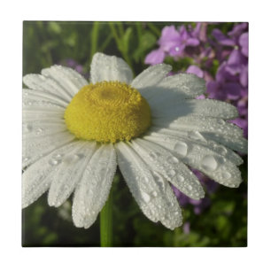 Daisy and Summer Lilac Wildflower Tile