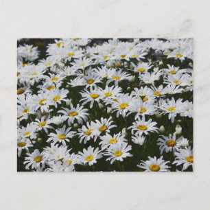 Daisy Bed Postcard