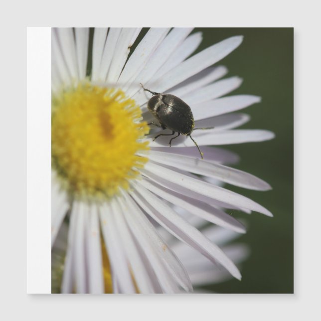 “Daisy & Bumblebee Puzzle – Nature’s Tiny Harmony” (Front)