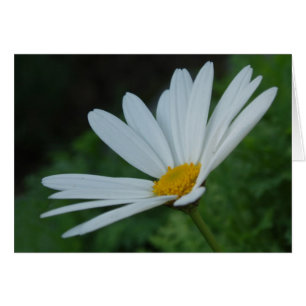 Daisy Card