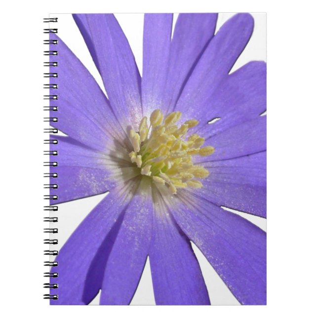 Daisy Carnet Blue Daisy Journaux Cadeaux Fleurs (Devant)