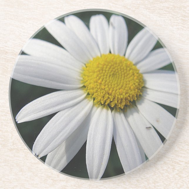Daisy center white Marguerite Coaster (Front)
