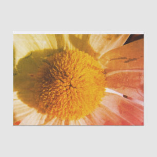Daisy Close up Tissue Paper