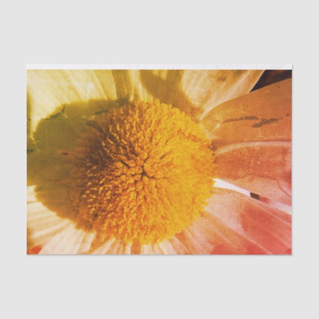 Daisy Close up Tissue Paper (Front)