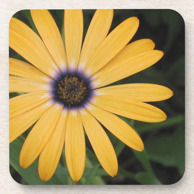 Daisy Coaster (Front)