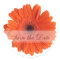 Daisy Custom Floral Sticker