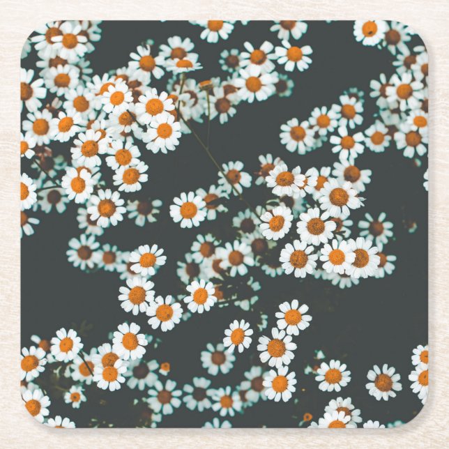 Daisy Daisies Floral Square Paper Coaster (Front)