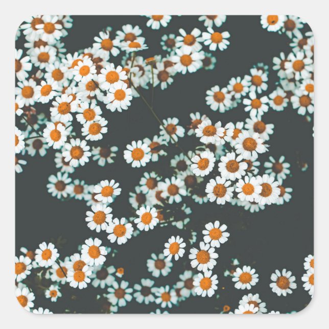 Daisy Daisies Floral Square Sticker (Front)