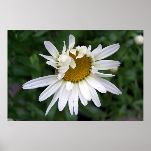 Daisy Daisies Photos Closeups Poster (Front)