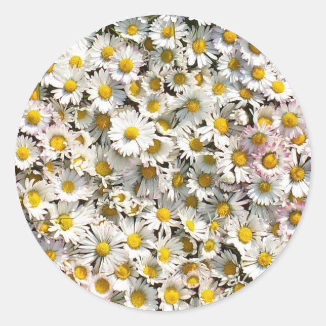 Daisy Daisy Classic Round Sticker (Front)