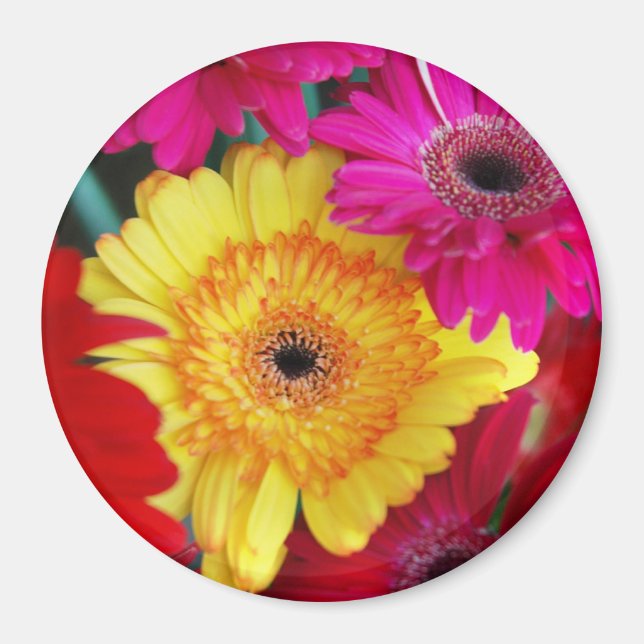 Daisy Daisy ~ Magnet (Devant)