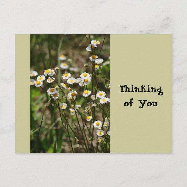 Daisy, Daisy Postcard (Front)