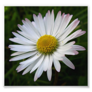 Daisy Darkness Photo Print