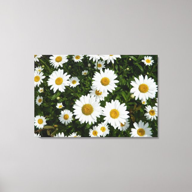 Daisy Delight Canvas Print (Front)