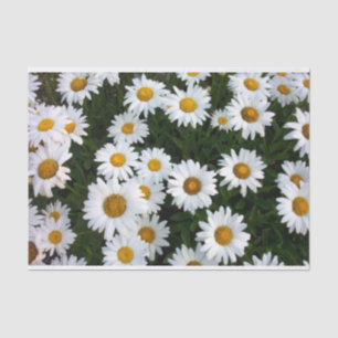 Daisy Delight Tissue Paper