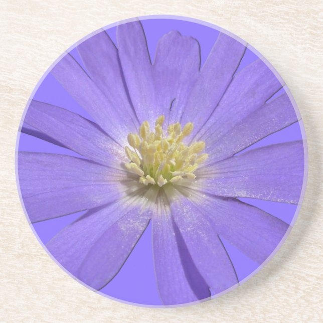 Daisy Dessous de verre Fleur sauvage Daisy Décor & (Devant)