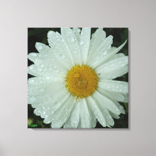 Daisy Dream Stretched Canvas Print