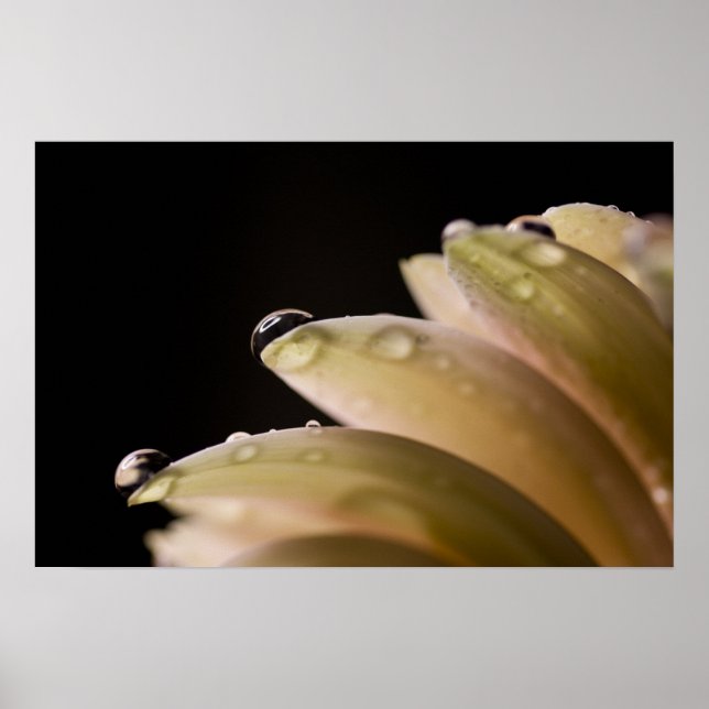 Daisy Droplet Poster (Front)