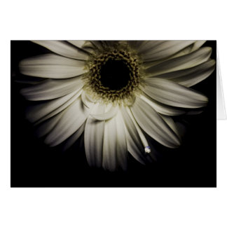 Daisy Droplet série