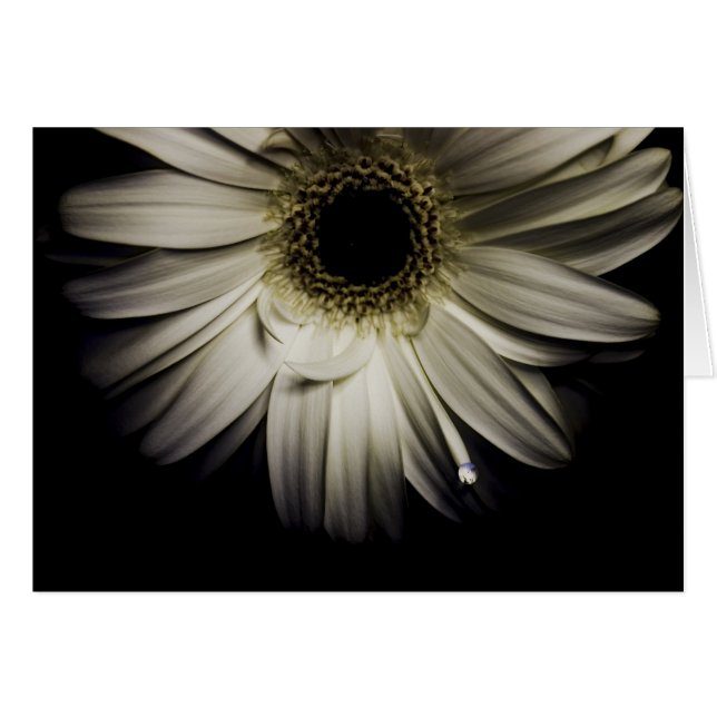 Daisy Droplet série (Devant horizontal)