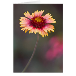 Daisy du désert rose et jaune