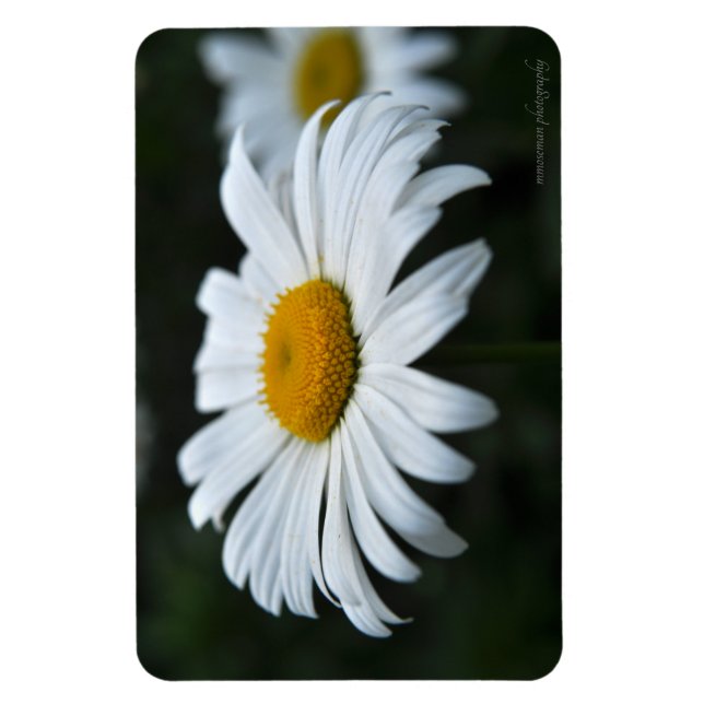 Daisy - Face Up Magnet (Vertical)