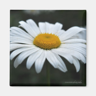Daisy - Face Up Magnet