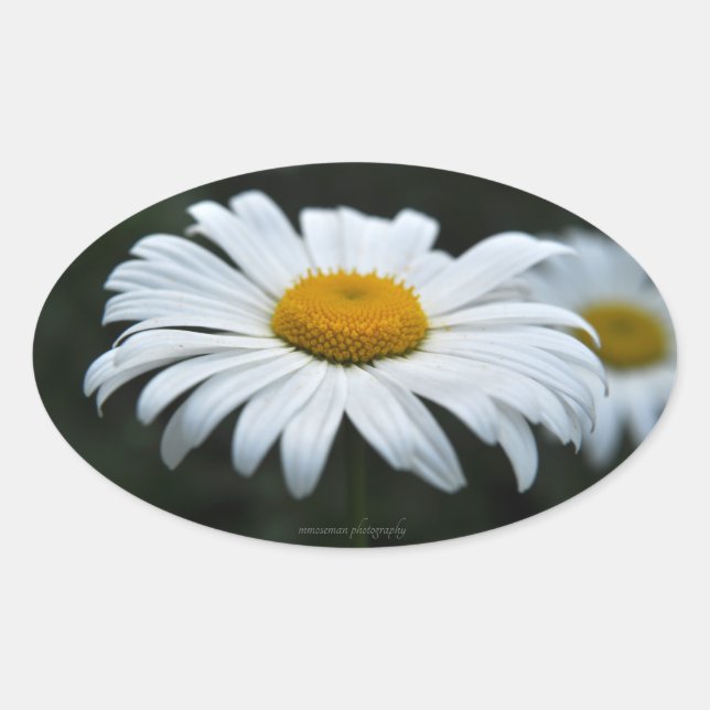 Daisy - Face Up Oval Sticker (Front)