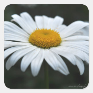 Daisy - Face Up Square Sticker