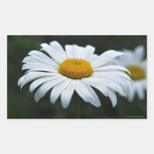 Daisy - Face Up Sticker