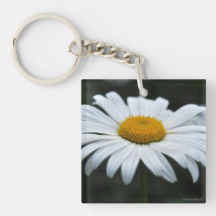 Daisy - Face vers le haut