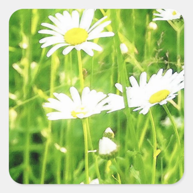 Daisy Field Square Sticker (Front)