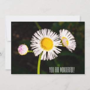 Daisy fleabane flower. You are wonderful! Thank You Card