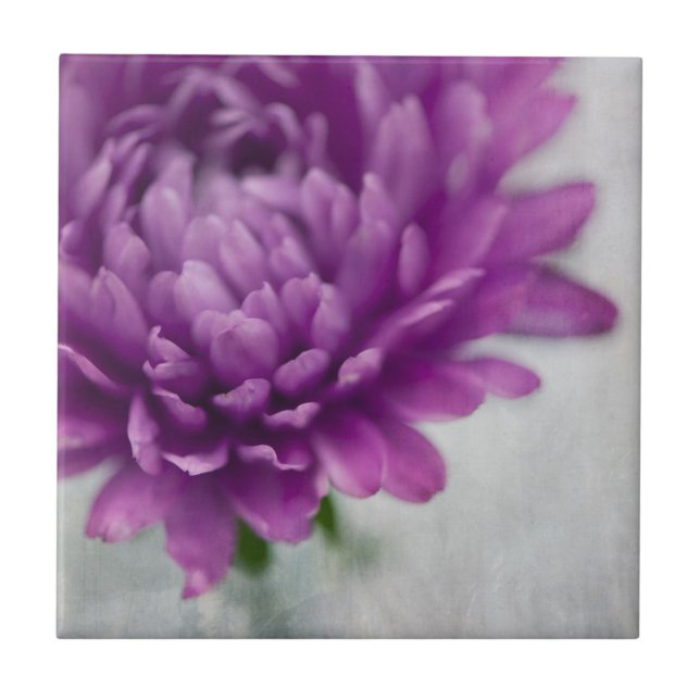 Daisy Flower ceramic tile in Purple and grey (Front)